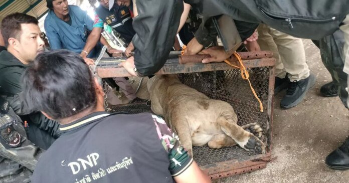 1_pay-schoolboy-11-savaged-by-escaped-lion-cub-being-kept-illegally-as-pet